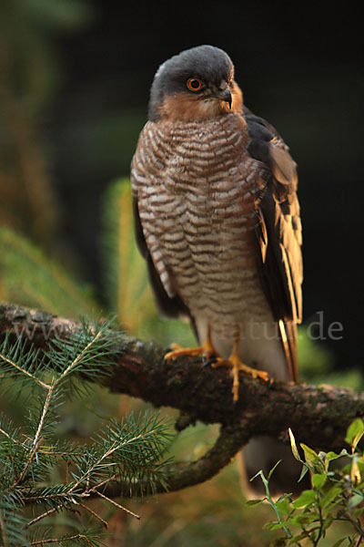 Sperber (Accipiter nisus)