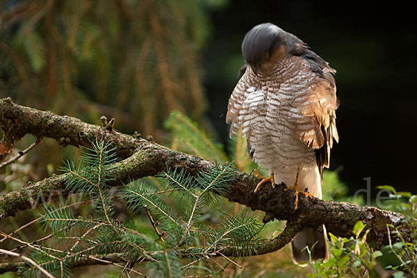 Sperber (Accipiter nisus)