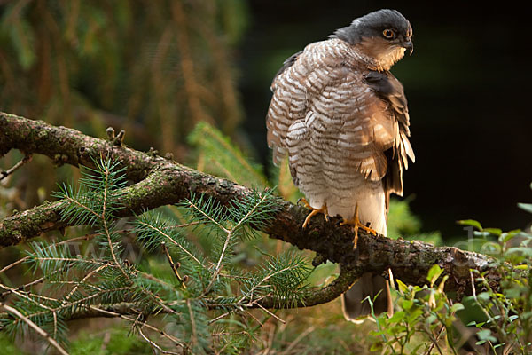 Sperber (Accipiter nisus)