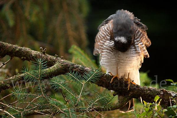 Sperber (Accipiter nisus)