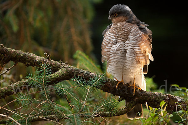 Sperber (Accipiter nisus)