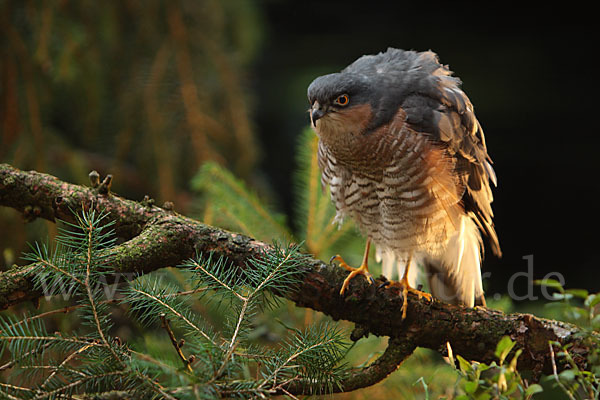 Sperber (Accipiter nisus)