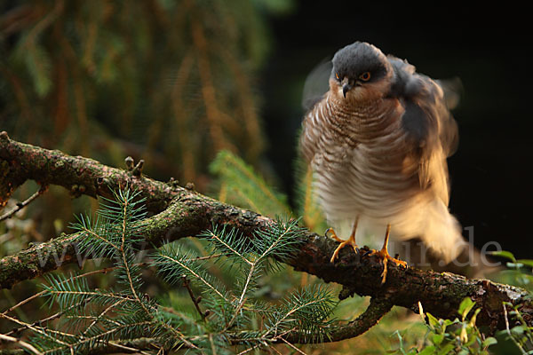 Sperber (Accipiter nisus)