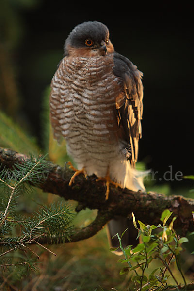 Sperber (Accipiter nisus)