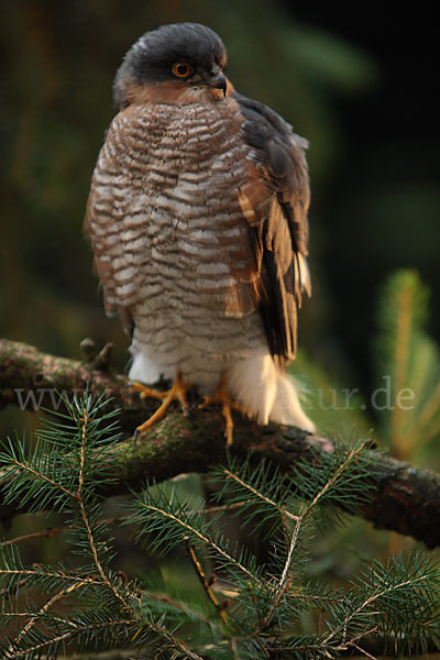 Sperber (Accipiter nisus)