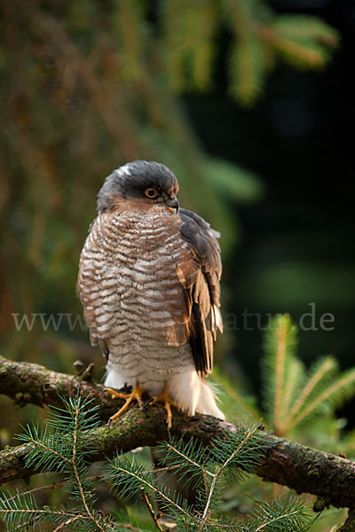 Sperber (Accipiter nisus)