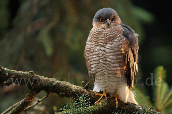 Sperber (Accipiter nisus)