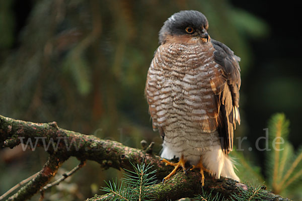 Sperber (Accipiter nisus)