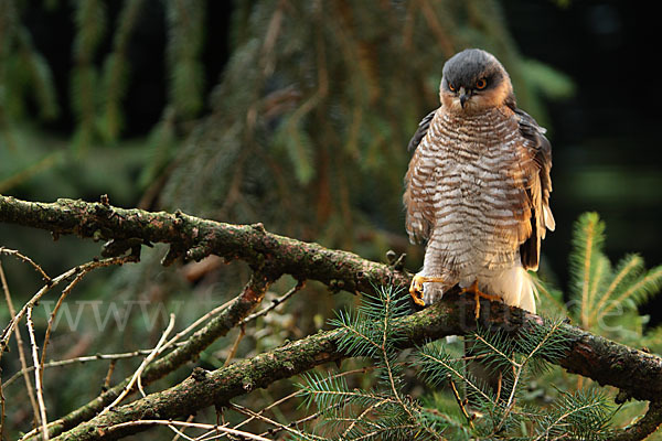 Sperber (Accipiter nisus)