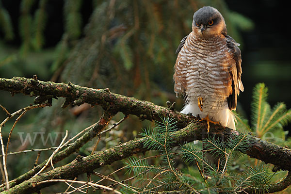 Sperber (Accipiter nisus)