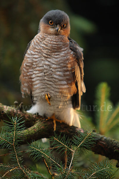 Sperber (Accipiter nisus)