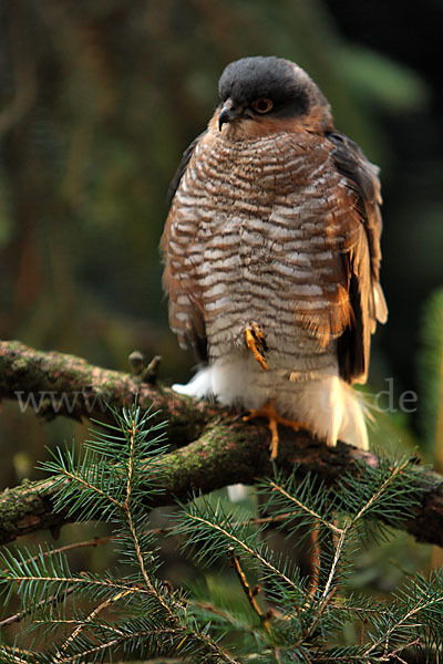 Sperber (Accipiter nisus)