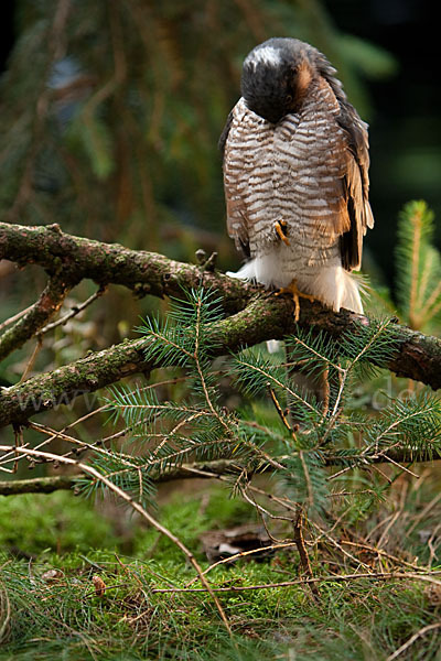 Sperber (Accipiter nisus)