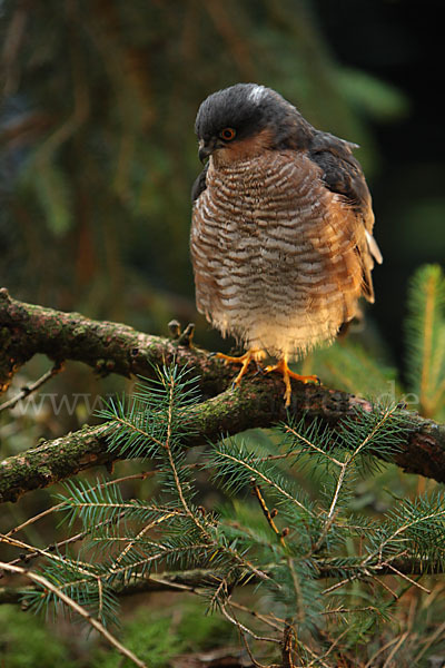 Sperber (Accipiter nisus)