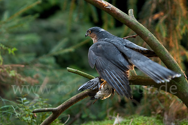 Sperber (Accipiter nisus)