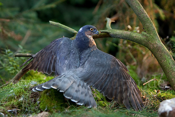 Sperber (Accipiter nisus)