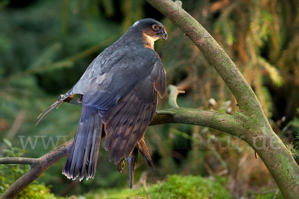 Sperber (Accipiter nisus)