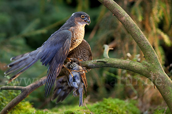 Sperber (Accipiter nisus)