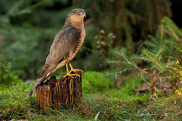 Sperber (Accipiter nisus)