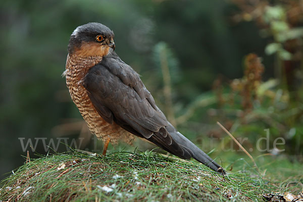 Sperber (Accipiter nisus)