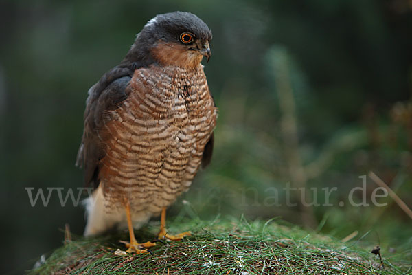 Sperber (Accipiter nisus)