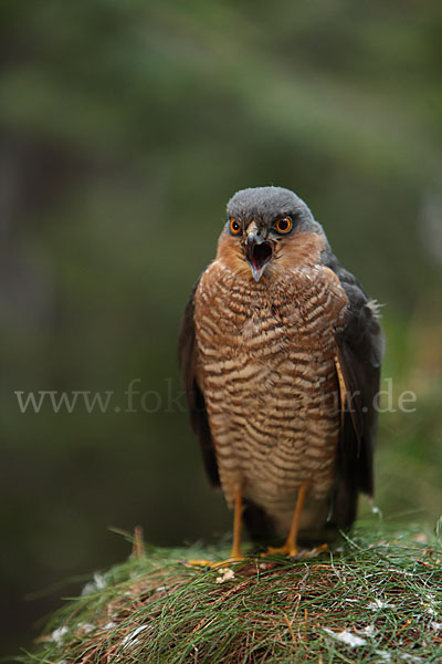 Sperber (Accipiter nisus)