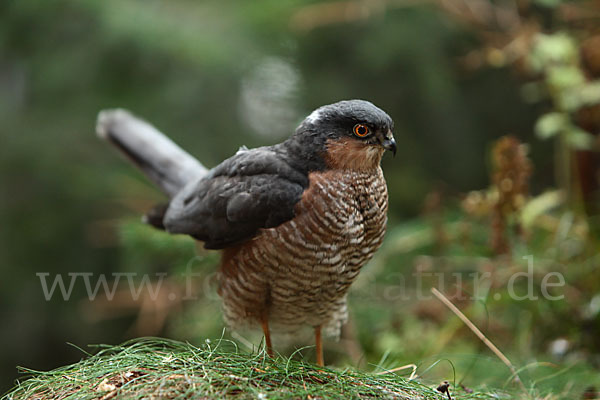 Sperber (Accipiter nisus)