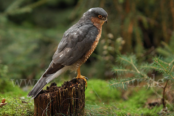 Sperber (Accipiter nisus)