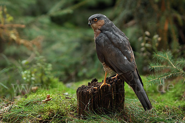 Sperber (Accipiter nisus)