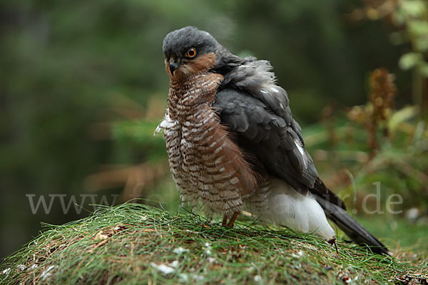 Sperber (Accipiter nisus)