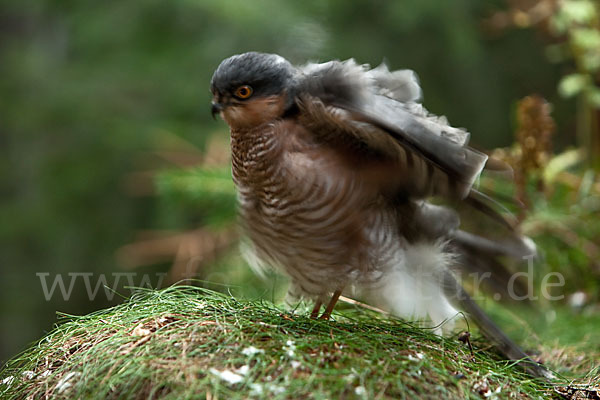 Sperber (Accipiter nisus)