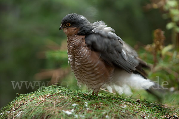 Sperber (Accipiter nisus)