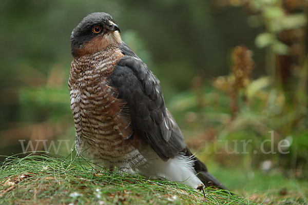 Sperber (Accipiter nisus)