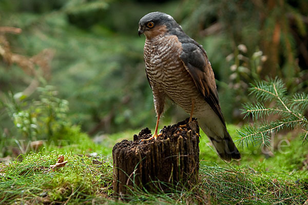 Sperber (Accipiter nisus)