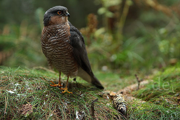 Sperber (Accipiter nisus)