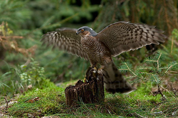 Sperber (Accipiter nisus)