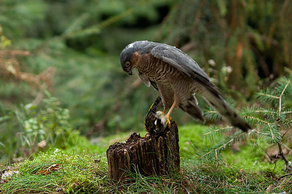 Sperber (Accipiter nisus)