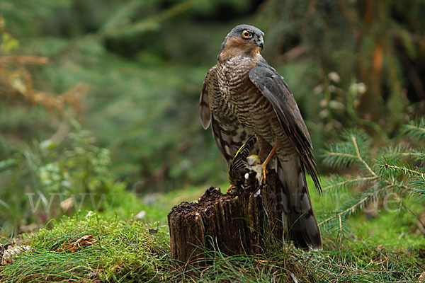 Sperber (Accipiter nisus)