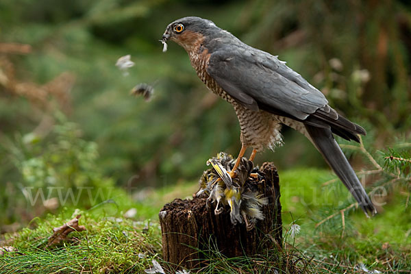 Sperber (Accipiter nisus)