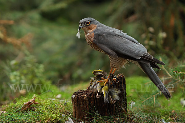 Sperber (Accipiter nisus)