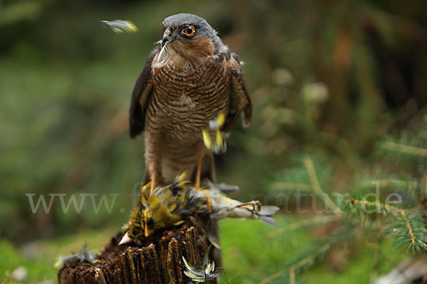 Sperber (Accipiter nisus)