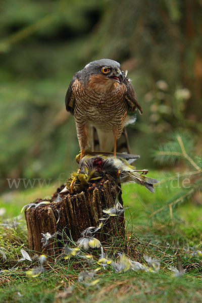 Sperber (Accipiter nisus)