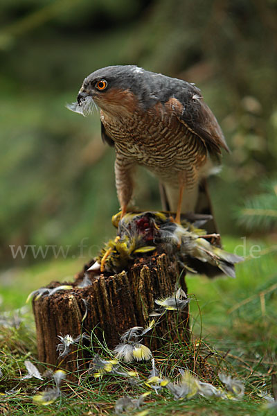 Sperber (Accipiter nisus)