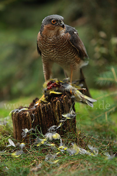 Sperber (Accipiter nisus)