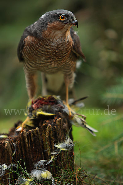 Sperber (Accipiter nisus)