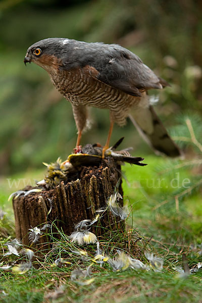 Sperber (Accipiter nisus)