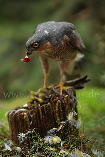 Sperber (Accipiter nisus)