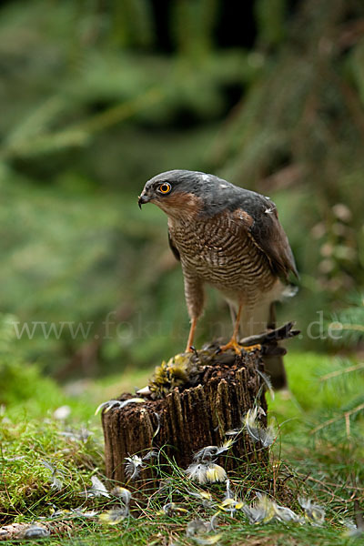 Sperber (Accipiter nisus)