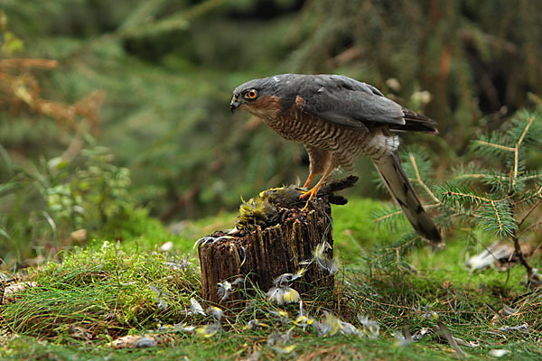 Sperber (Accipiter nisus)