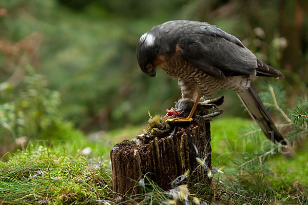 Sperber (Accipiter nisus)